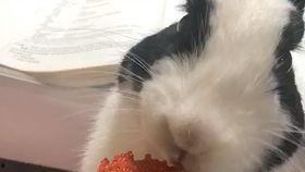 喵喵娱乐吃瓜,揭秘娱乐圈最新吃瓜大事件  第3张