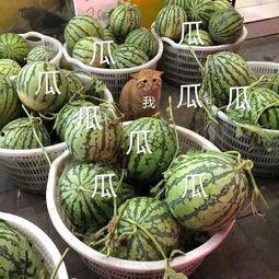 娱乐吃瓜酱文化,揭秘明星幕后故事与粉丝狂欢盛宴  第2张