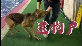 娱乐吃瓜酱柯基,柯基萌宠“娱乐吃瓜酱”的趣味生活大盘点  第2张