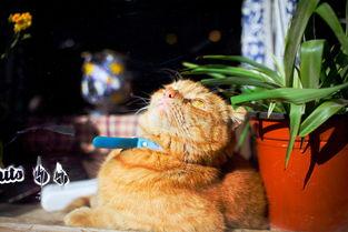 懒猫娱乐吃瓜,揭秘娱乐圈那些吃瓜背后的故事