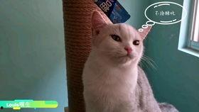 懒猫娱乐吃瓜,揭秘娱乐圈那些吃瓜背后的故事  第2张