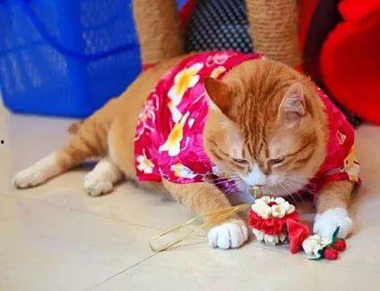 懒猫娱乐吃瓜,揭秘娱乐圈那些吃瓜背后的故事  第3张