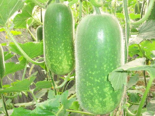 娱乐吃瓜竖屏图片高清