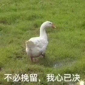 娱乐吃瓜酱大鹅,揭秘娱乐圈那些不为人知的幕后故事  第2张