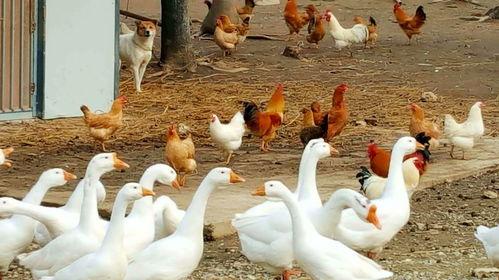 娱乐吃瓜酱大鹅,揭秘娱乐圈那些不为人知的幕后故事  第3张