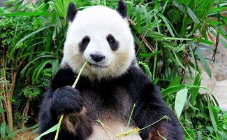 娱乐吃瓜大熊猫微博,揭秘大熊猫微博背后的趣味故事  第2张