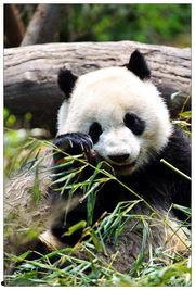 娱乐吃瓜大熊猫微博,揭秘大熊猫微博背后的趣味故事  第3张