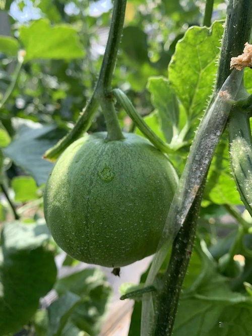 吃瓜娱乐封面怎么做,揭秘明星幕后故事与热点事件  第2张