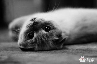 娱乐吃瓜君虐猫,道德底线何在？  第3张