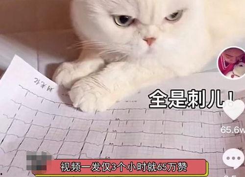 娱乐吃瓜君说刘二豆,娱乐吃瓜君揭秘娱乐圈新宠  第2张