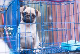 娱乐吃瓜宠物推荐,盘点那些爱看热闹的萌宠  第2张