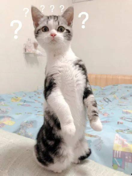 娱乐圈吃瓜猫咪是谁,揭秘网络红人的幕后故事  第2张