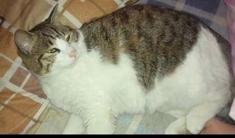 娱乐圈吃瓜猫咪是谁,揭秘网络红人的幕后故事  第3张