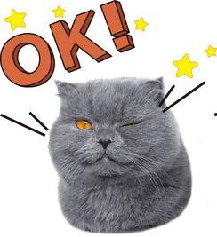 娱乐吃瓜酱猫糊糊,揭秘“酱猫糊糊”背后的故事  第2张