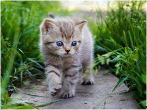 娱乐吃瓜酱猫糊糊,揭秘“酱猫糊糊”背后的故事  第3张