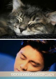 娱乐圈猫猫吃瓜小说,猫猫吃瓜，揭秘明星背后的秘密  第2张