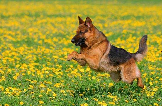 娱乐吃瓜酱德牧,吃瓜酱带你领略德牧界的欢乐盛宴  第2张