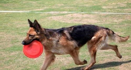 娱乐吃瓜酱德牧,吃瓜酱带你领略德牧界的欢乐盛宴  第3张