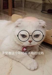 娱乐吃瓜君和刘二豆,揭秘娱乐圈背后的趣味故事  第2张