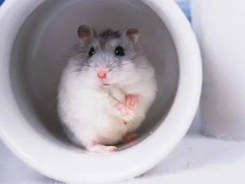 娱乐吃瓜酱仓鼠过生日,娱乐吃瓜酱仓鼠生日派对大揭秘  第2张