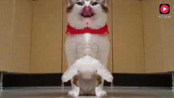 娱乐吃瓜猫咪视频,猫咪吃瓜视频大盘点  第3张