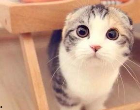 娱乐吃瓜君 折耳猫,折耳猫的神秘魅力与争议  第2张