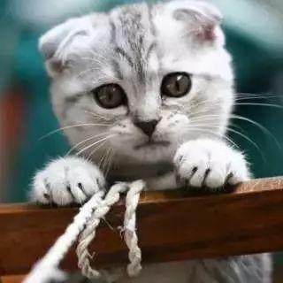 娱乐吃瓜君 折耳猫,折耳猫的神秘魅力与争议  第3张