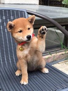 娱乐吃瓜君第一次见狗,萌态百出瞬间圈粉  第3张