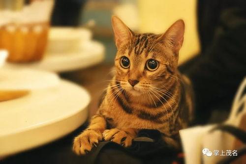 娱乐吃瓜酱旅馆猫咪  第3张