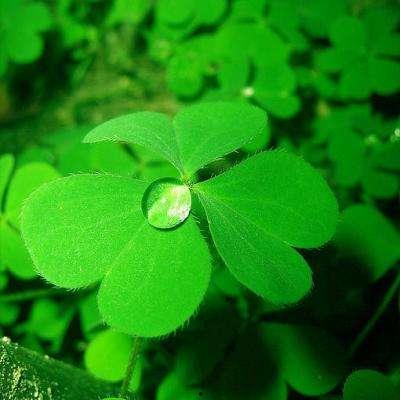 吃瓜四叶草娱乐,揭秘娱乐圈幕后故事  第2张