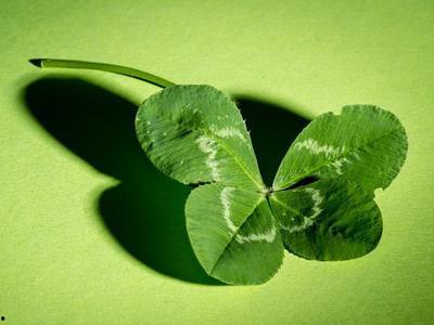 吃瓜四叶草娱乐,揭秘娱乐圈幕后故事  第3张