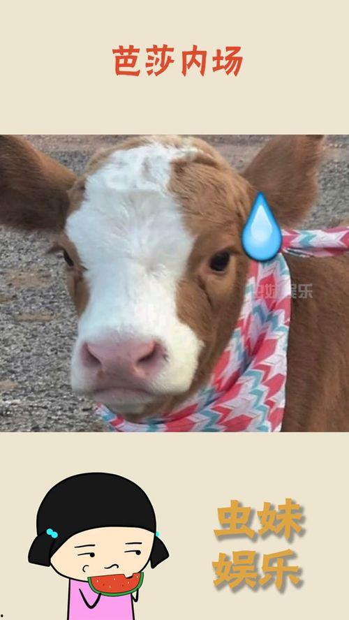 娱乐吃瓜酱缉毒犬  第2张