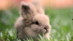 兔兔娱乐吃瓜,揭秘娱乐圈吃瓜背后的真相与趣味  第2张