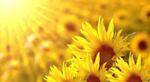 星星吃瓜娱乐,揭秘娱乐圈幕后故事  第2张