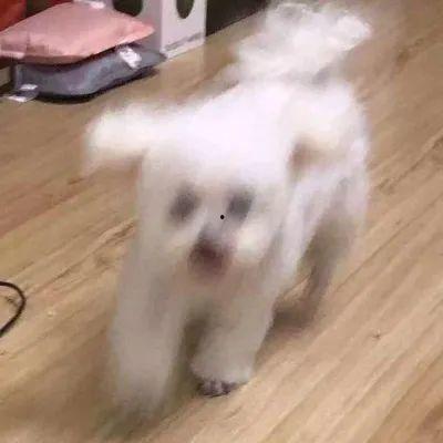 娱乐圈吃瓜小狗是谁,揭秘神秘网友背后的真实身份  第2张