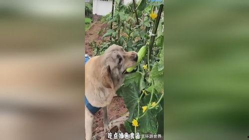 娱乐圈吃瓜小狗是谁,揭秘神秘网友背后的真实身份  第3张